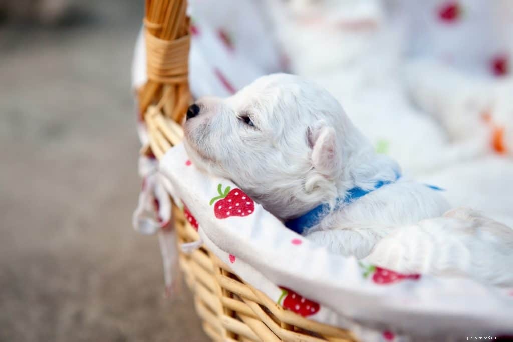 Effective Solutions to Overcome Dog Dander Allergies