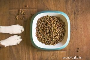 Effective Solutions to Overcome Dog Dander Allergies