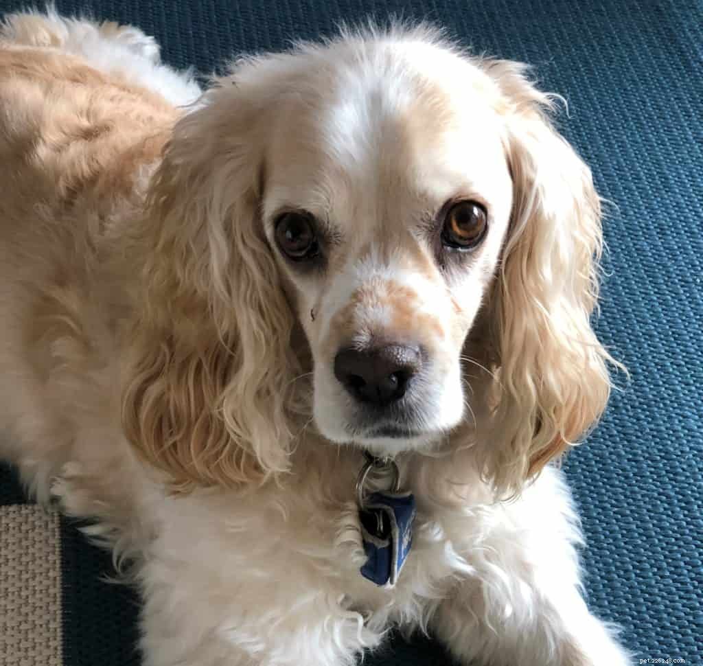 The Ultimate Guide to Setting Your Dog on a Healthy, Balanced Diet