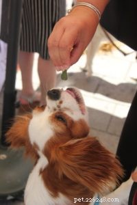 The Ultimate Guide to Setting Your Dog on a Healthy, Balanced Diet
