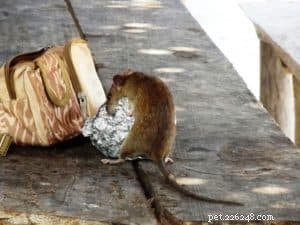 How Rat Poison Threatens Your Dog: Symptoms & Prevention