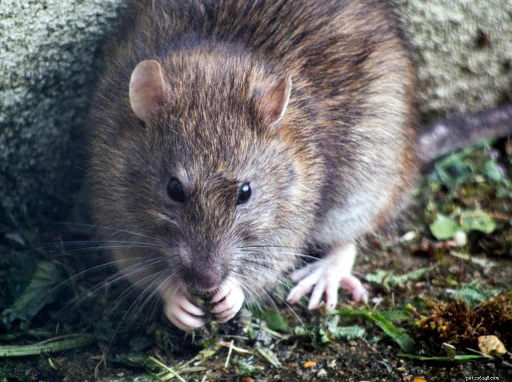 How Rat Poison Threatens Your Dog: Symptoms & Prevention