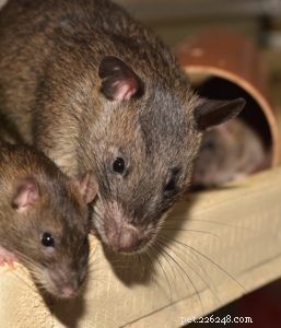 How Rat Poison Threatens Your Dog: Symptoms & Prevention