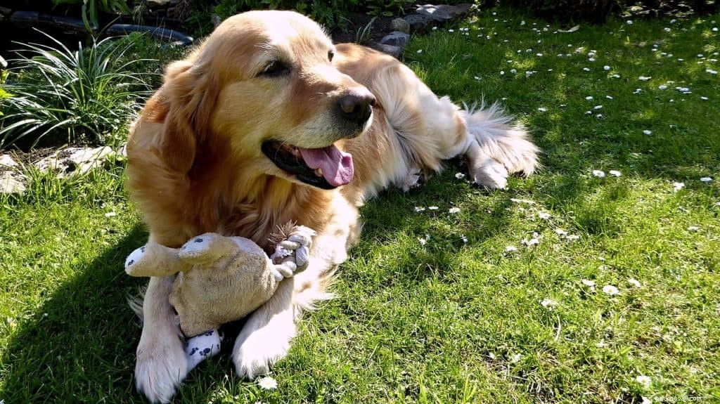 Essential Dog Supplements: Boosting Health and Well‑Being