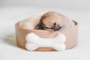 Essential Dog Supplements: Boosting Health and Well‑Being