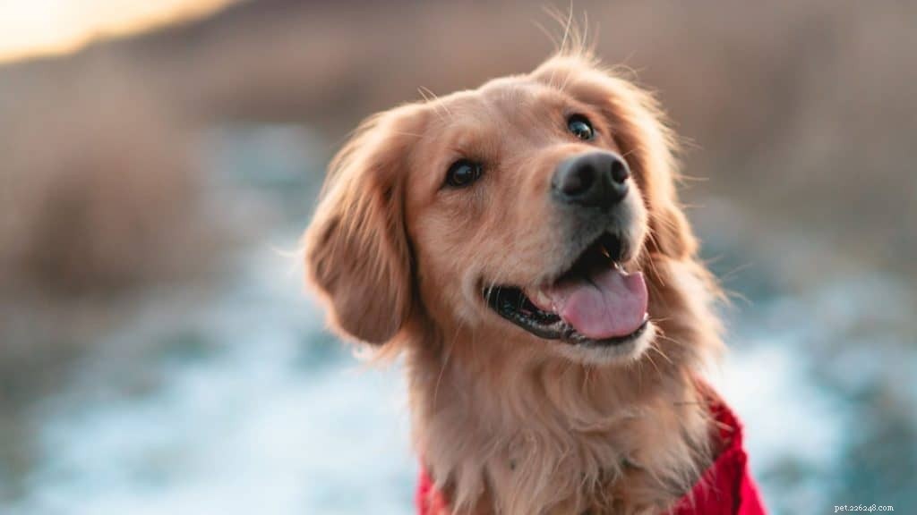 6 Proven Ways to Extend Your Pet s Life and Improve Their Health