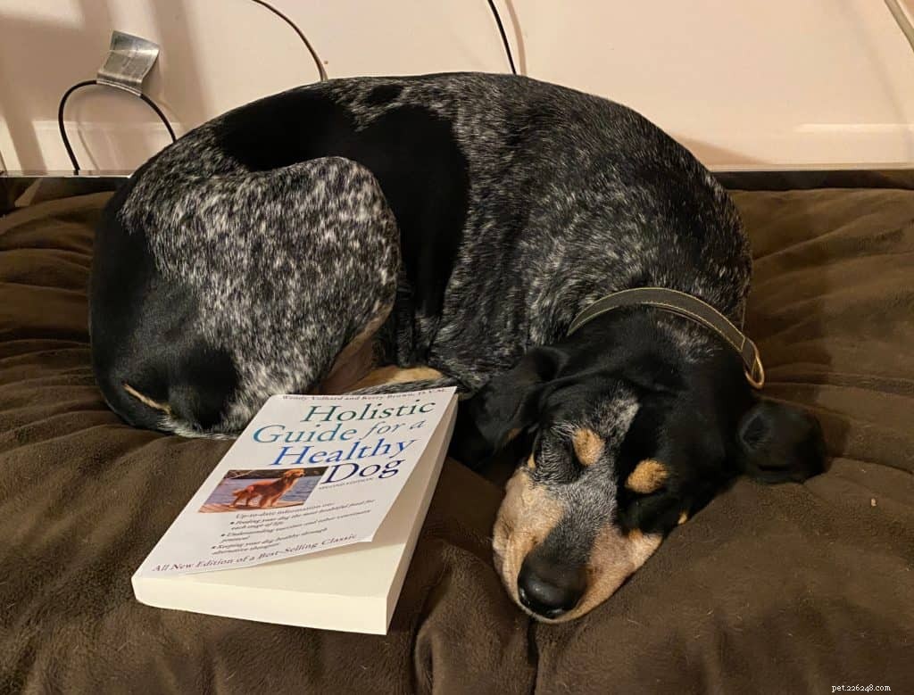 The Ultimate Holistic Guide to Your Dog’s Health and Well‑Being