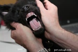 6 Proven Ways to Extend Your Pet s Life and Improve Their Health