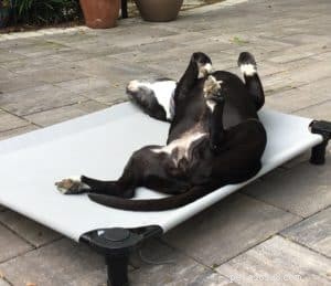 Centered Naturals Pet CBD Review: Effective Pain Relief & Calm for Dogs & Cats