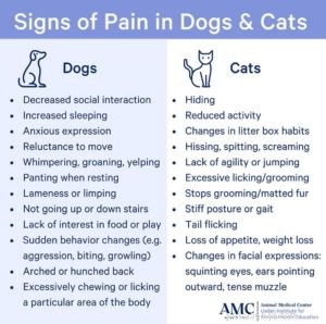 Centered Naturals Pet CBD Review: Effective Pain Relief & Calm for Dogs & Cats