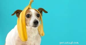 How to Keep Your Dog Healthy and Happy This Holiday Season
