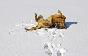 How to Keep Your Dog Healthy and Happy This Holiday Season