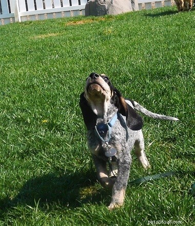 Premium Raw Dog Food: Volhard Nutrition for Healthy, Happy Dogs