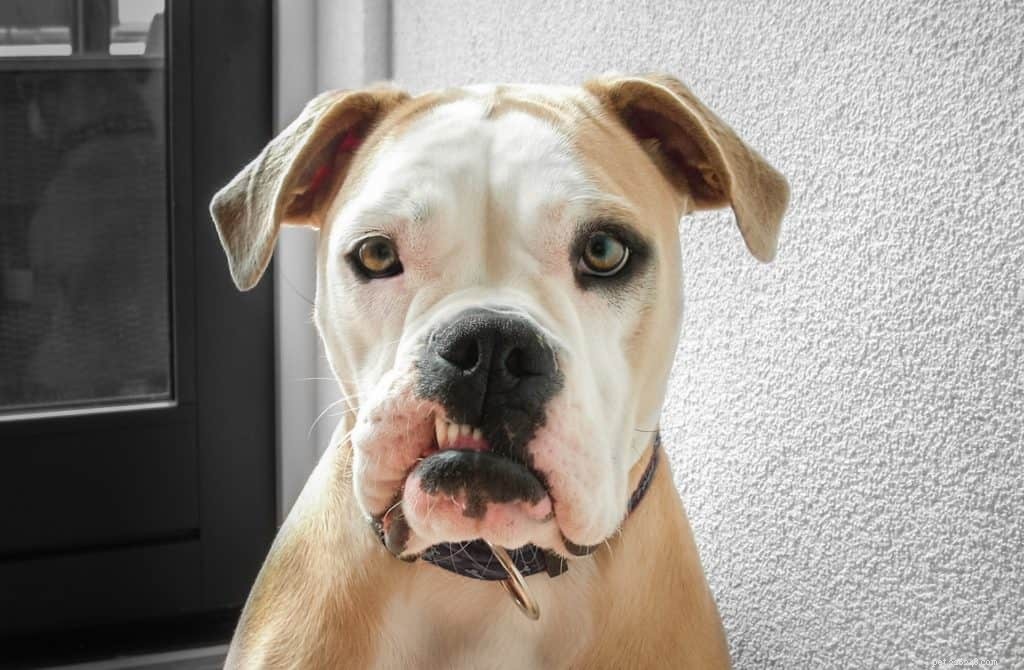 Why Your Dog’s Mental Health Matters: Key Insights for Pet Owners