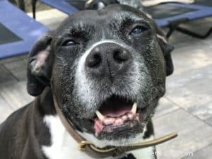 Why Your Dog’s Mental Health Matters: Key Insights for Pet Owners