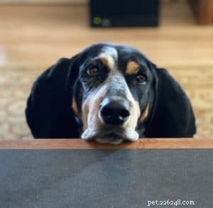 Why Chocolate Is Toxic to Dogs: 5 Critical Health Risks