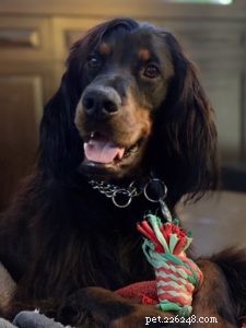 Why Chocolate Is Toxic to Dogs: 5 Critical Health Risks