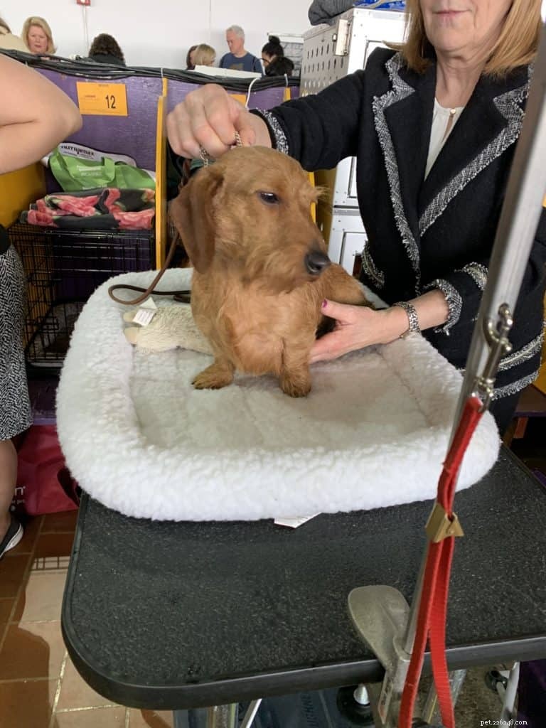 A Smart Groomer s Guide to Selecting the Ideal Grooming Table