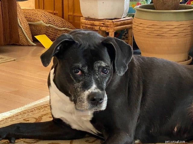 Pure Gold CBD Oil for Dogs: In‑Depth Review & Pet Wellness Benefits