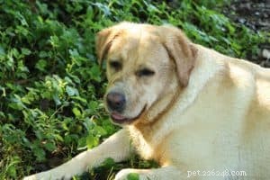 What Causes Your Dog to Vomit – Common Reasons & When to Seek Help