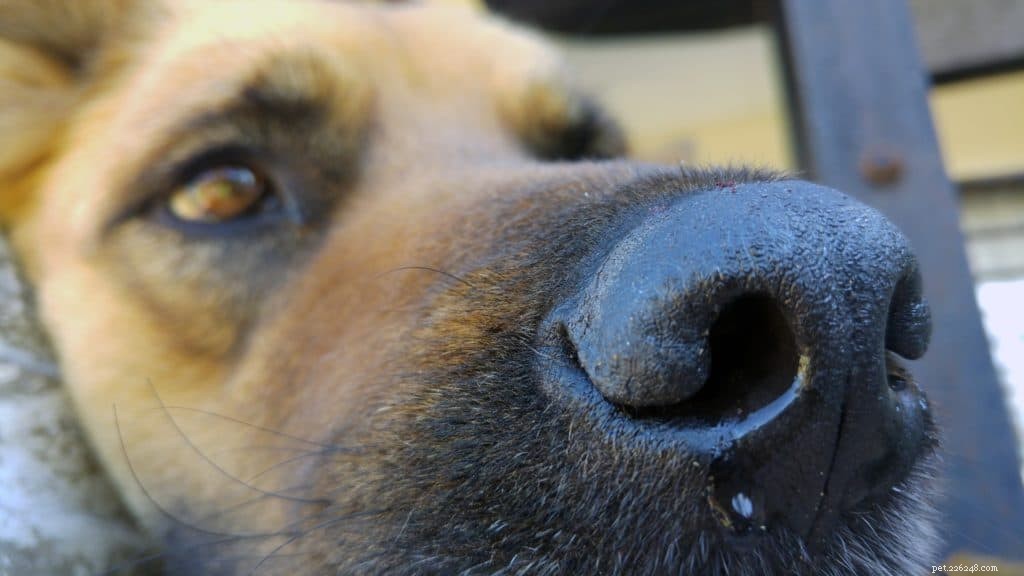 What Causes Your Dog to Vomit – Common Reasons & When to Seek Help
