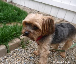 Raising a Morkie: What to Expect and How to Care