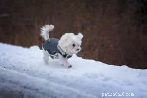 Do Your Dogs Need a Winter Coat? Expert Guide to Keeping Them Warm