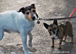 Do Your Dogs Need a Winter Coat? Expert Guide to Keeping Them Warm