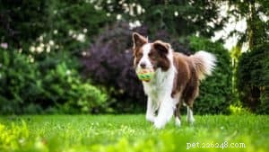 Build the Ideal Pet Shed: A Step‑by‑Step Guide for Dog Owners