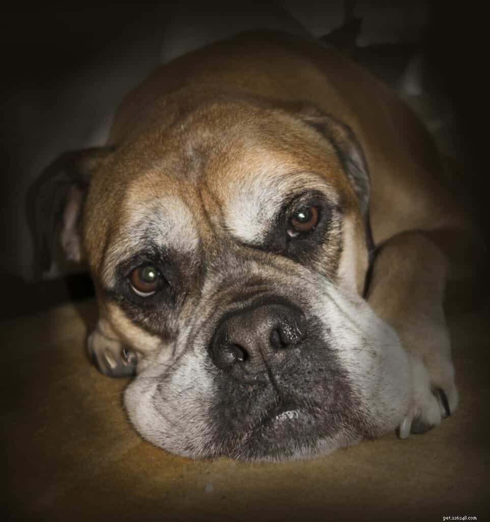 Affordable Care for Your Senior Dog: Expert Tips & Budgeting Strategies