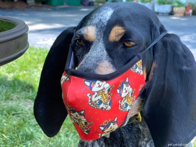 Protect Your Dog’s Health During COVID-19: Expert Tips for Pet Owners