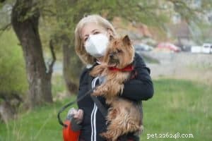 Protect Your Dog’s Health During COVID-19: Expert Tips for Pet Owners