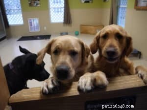 Kennels vs Pet Sitting: Choosing the Best Care for Your Dog