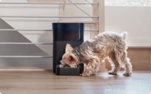 Do Your Dog Really Need Low-Protein Food? Expert Guidance Inside