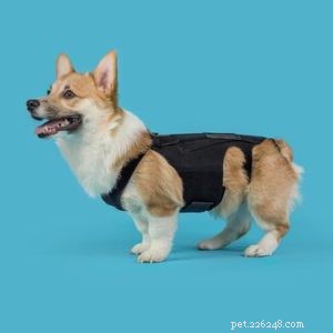 Enhance Your Dog’s Well‑Being with Professional Orthopedic Bracing