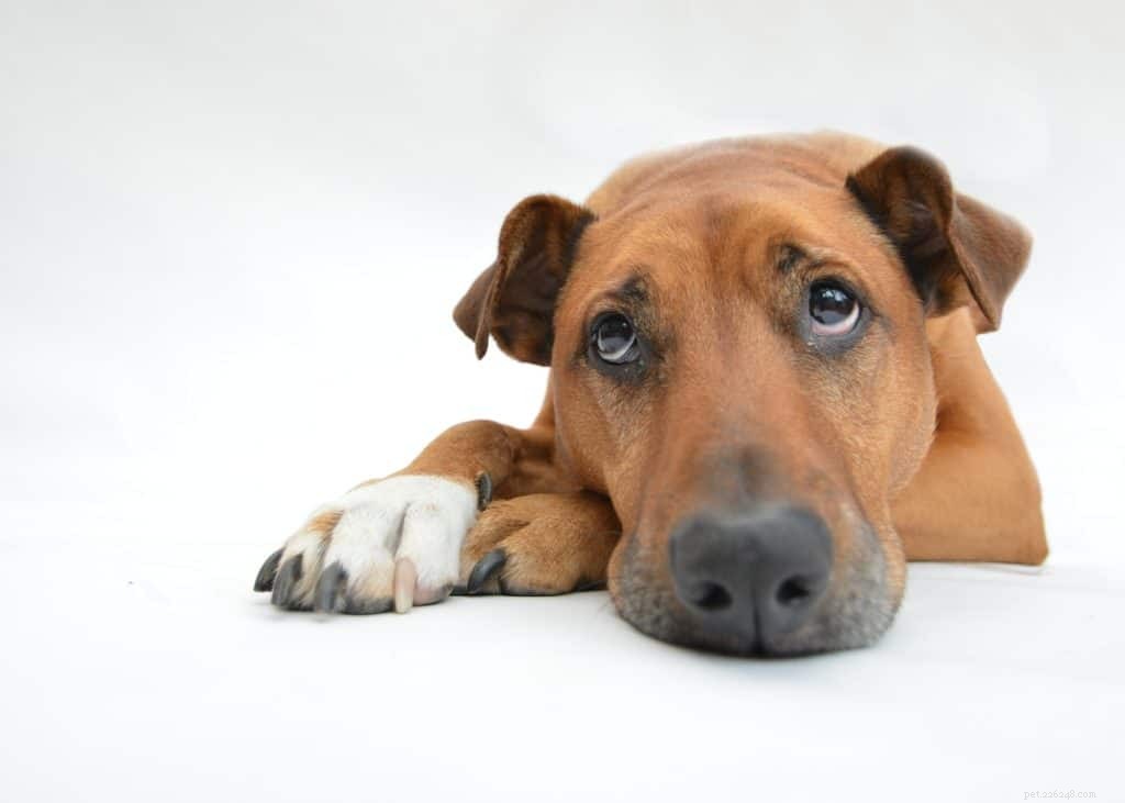 Enhance Your Dog’s Well‑Being with Professional Orthopedic Bracing