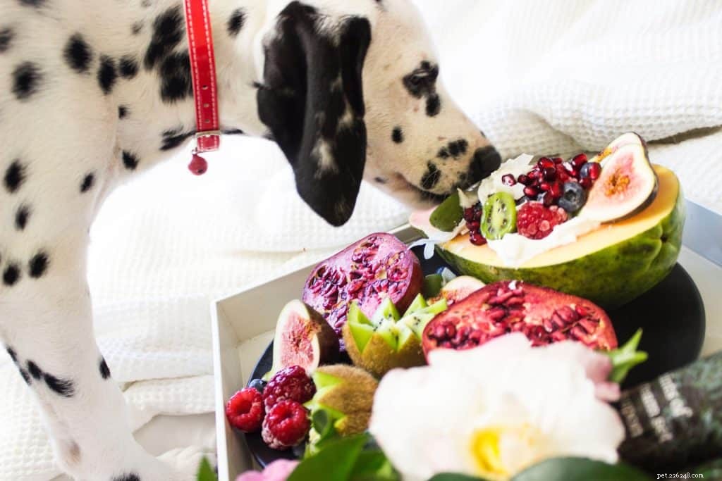 The Essential Role of Fiber in Dogs and Cats: Boost Health & Digestive Wellness