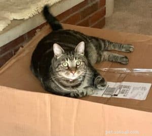 The Essential Role of Fiber in Dogs and Cats: Boost Health & Digestive Wellness
