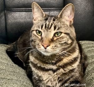 The Essential Role of Fiber in Dogs and Cats: Boost Health & Digestive Wellness