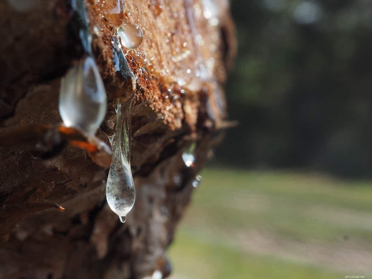 Remove Sap From Your Dog s Fur: Quick & Safe Tips