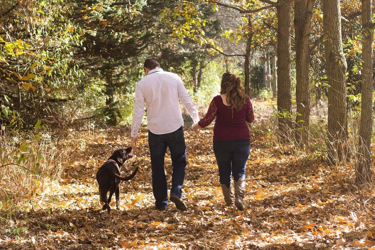 Remove Sap From Your Dog s Fur: Quick & Safe Tips