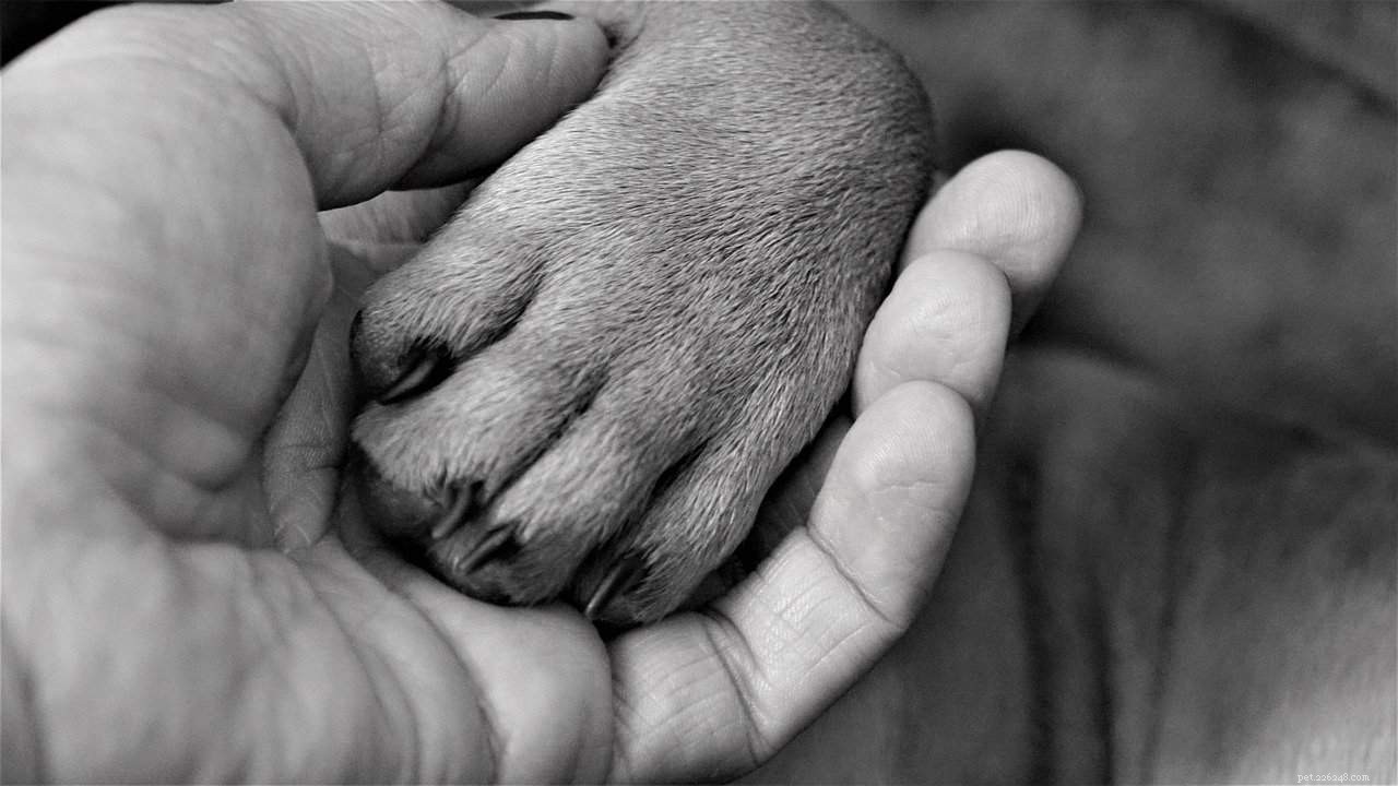 Remove Sap From Your Dog s Fur: Quick & Safe Tips