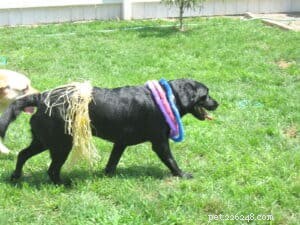 How to Keep Your Dog Safe and Cool During Hot Summer Days