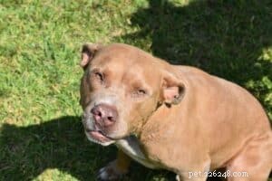 How to Keep Your Dog Safe and Cool During Hot Summer Days