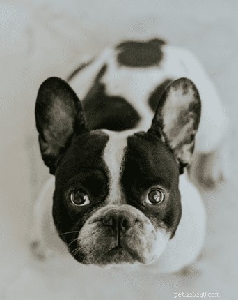 Optimal Nutrition for Canine Rehabilitation: A Trusted Guide