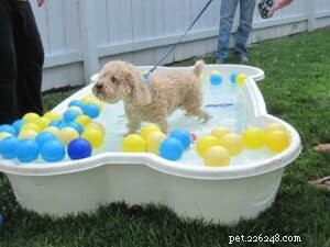 How to Keep Your Dog Safe and Cool During Hot Summer Days