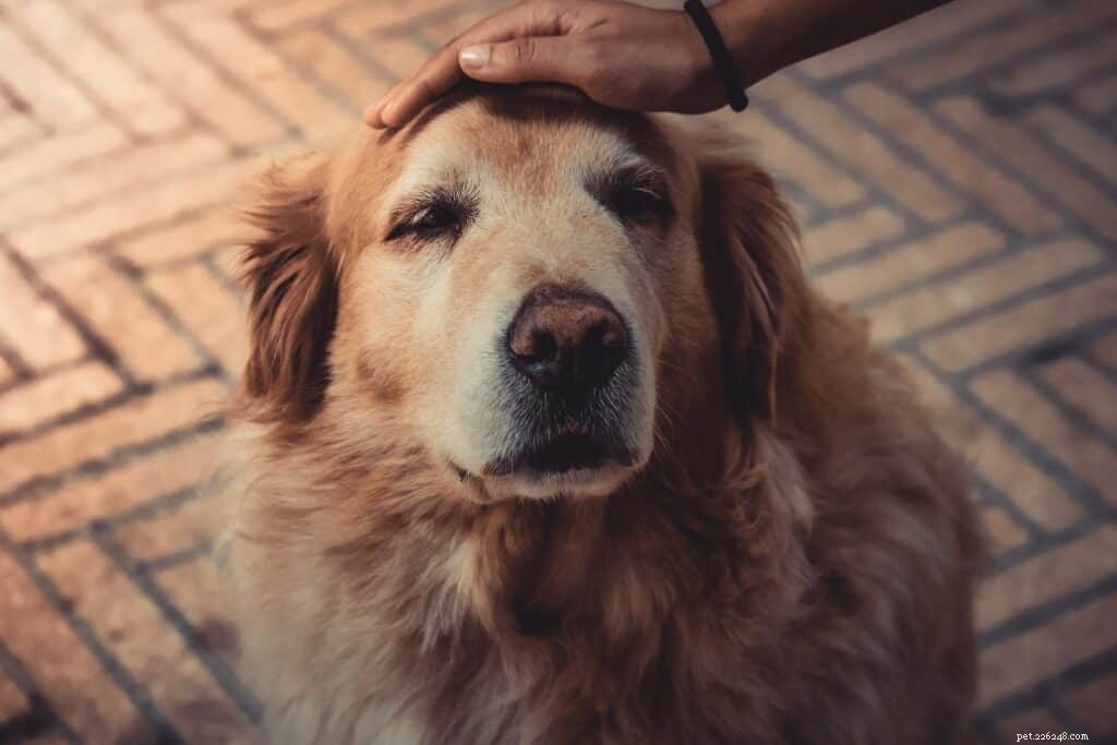 Essential Guide to Dog Skin Infections & Disorders: Diagnosis, Treatment & Prevention
