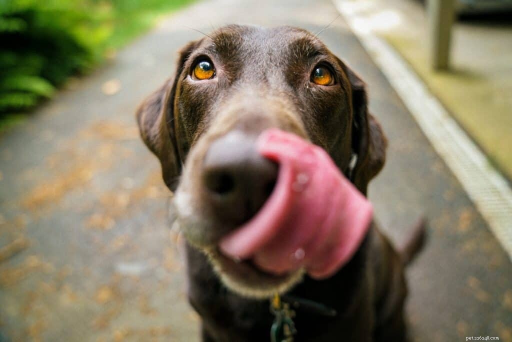 Xylitol: A Hidden Threat to Your Dog’s Health