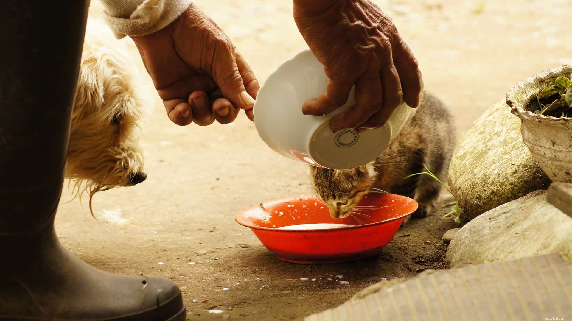 The Truth About Feeding Humans Food to Dogs: Expert Insights