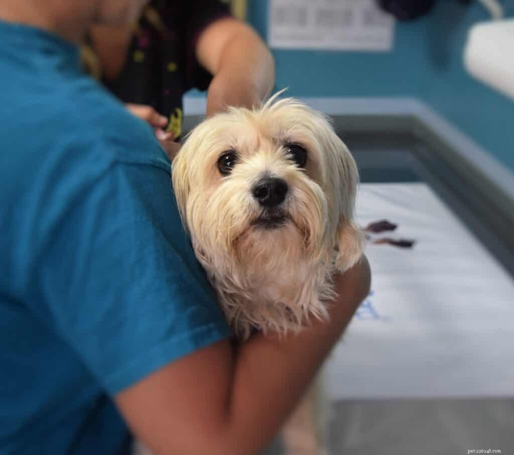 Can You Insure Your Dog with Pre‑Existing Health Conditions?